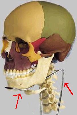 Studio del rapporto cranio mandibolare